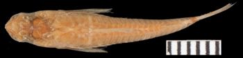 Media type: image; Ichthyology 7747